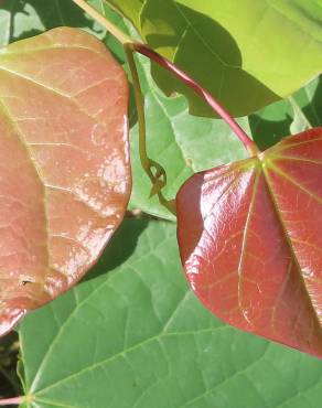 Fotografia 5 da espécie Cercis canadensis no Jardim Botânico UTAD