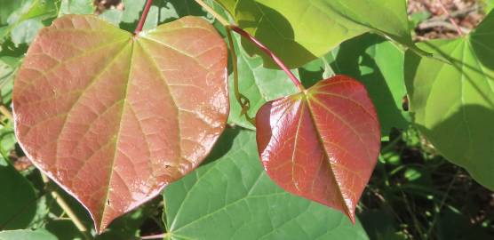 Fotografia da espécie Cercis canadensis