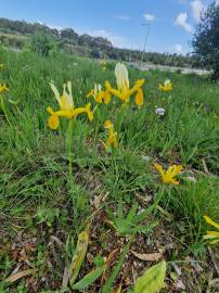 Fotografia da espécie Iris xiphium