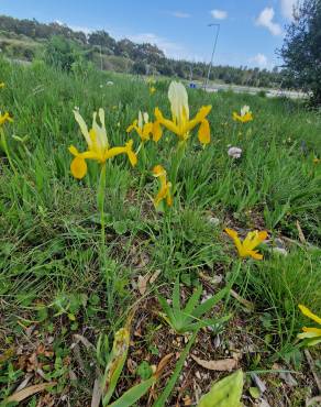 Fotografia 38 da espécie Iris xiphium no Jardim Botânico UTAD