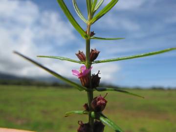 Fotografia da espécie Ammannia coccinea