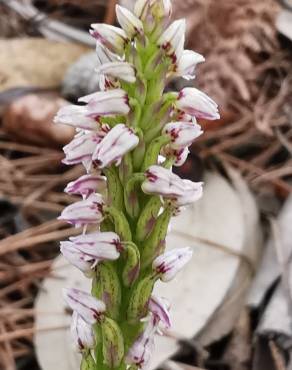 Fotografia 32 da espécie Neotinea maculata no Jardim Botânico UTAD