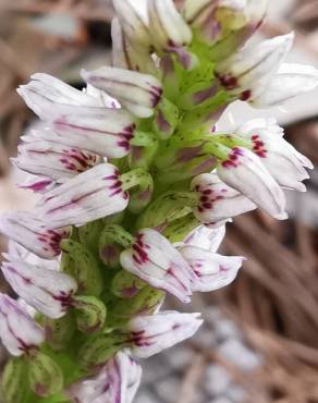 Fotografia 33 da espécie Neotinea maculata no Jardim Botânico UTAD