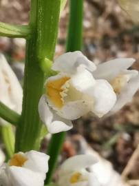 Fotografia da espécie Cephalanthera longifolia