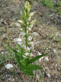 Fotografia da espécie Cephalanthera longifolia