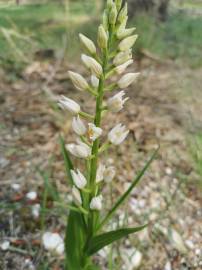 Fotografia da espécie Cephalanthera longifolia