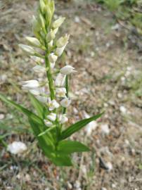 Fotografia da espécie Cephalanthera longifolia