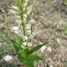 Fotografia 25 da espécie Cephalanthera longifolia do Jardim Botânico UTAD
