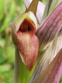 Fotografia da espécie Serapias parviflora