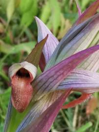 Fotografia da espécie Serapias parviflora