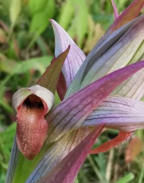 Fotografia 15 da espécie Serapias parviflora no Jardim Botânico UTAD