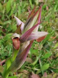 Fotografia da espécie Serapias parviflora