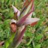 Fotografia 16 da espécie Serapias parviflora do Jardim Botânico UTAD