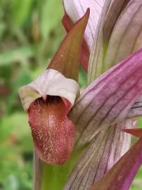 Fotografia da espécie Serapias parviflora