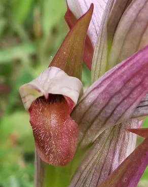 Fotografia 17 da espécie Serapias parviflora no Jardim Botânico UTAD