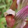 Fotografia 17 da espécie Serapias parviflora do Jardim Botânico UTAD