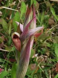 Fotografia da espécie Serapias parviflora