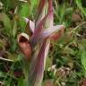 Fotografia 19 da espécie Serapias parviflora do Jardim Botânico UTAD