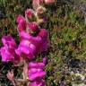 Fotografia 7 da espécie Antirrhinum cirrhigerum do Jardim Botânico UTAD