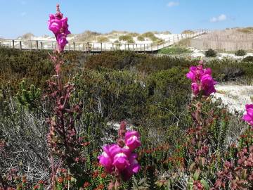 Fotografia da espécie Antirrhinum cirrhigerum