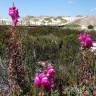 Fotografia 8 da espécie Antirrhinum cirrhigerum do Jardim Botânico UTAD