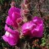 Fotografia 9 da espécie Antirrhinum cirrhigerum do Jardim Botânico UTAD