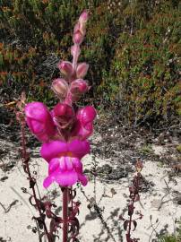 Fotografia da espécie Antirrhinum cirrhigerum