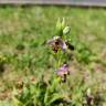 Fotografia 17 da espécie Ophrys scolopax do Jardim Botânico UTAD