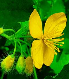 Fotografia da espécie Chelidonium majus