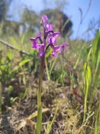 Fotografia da espécie Orchis morio