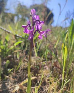 Fotografia 15 da espécie Orchis morio no Jardim Botânico UTAD