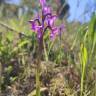 Fotografia 15 da espécie Orchis morio do Jardim Botânico UTAD