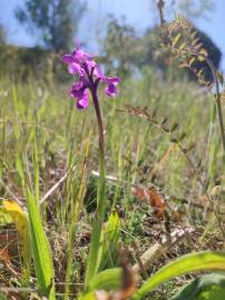 Fotografia da espécie Orchis morio