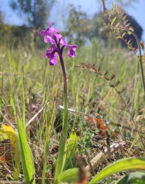 Fotografia 16 da espécie Orchis morio no Jardim Botânico UTAD