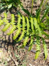 Fotografia da espécie Pteridium aquilinum subesp. aquilinum