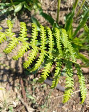 Fotografia 13 da espécie Pteridium aquilinum subesp. aquilinum no Jardim Botânico UTAD