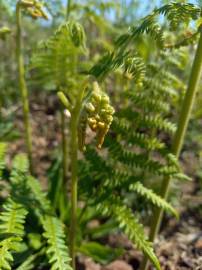 Fotografia da espécie Pteridium aquilinum subesp. aquilinum