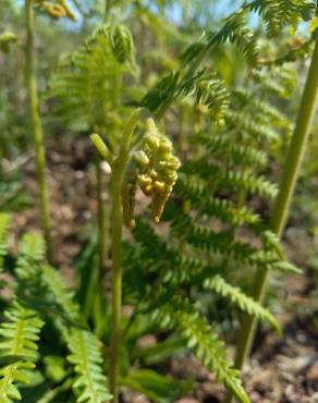 Fotografia 5 da espécie Pteridium aquilinum subesp. aquilinum no Jardim Botânico UTAD