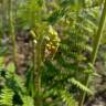 Fotografia 5 da espécie Pteridium aquilinum subesp. aquilinum do Jardim Botânico UTAD