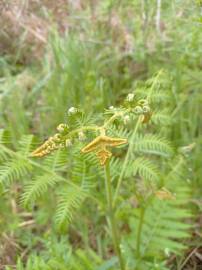 Fotografia da espécie Pteridium aquilinum subesp. aquilinum