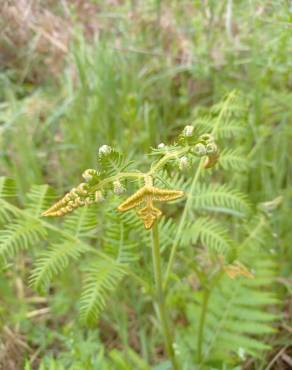 Fotografia 3 da espécie Pteridium aquilinum subesp. aquilinum no Jardim Botânico UTAD