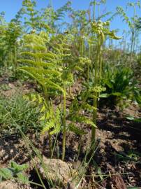 Fotografia da espécie Pteridium aquilinum subesp. aquilinum