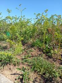 Fotografia da espécie Pteridium aquilinum subesp. aquilinum