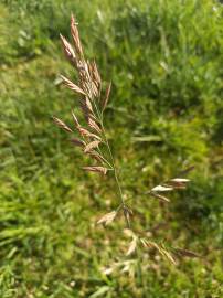 Fotografia da espécie Festuca rubra subesp. rubra