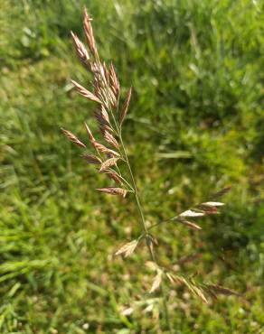 Fotografia 5 da espécie Festuca rubra subesp. rubra no Jardim Botânico UTAD