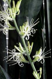 Fotografia da espécie Dracaena trifasciata