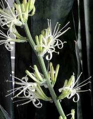 Dracaena trifasciata