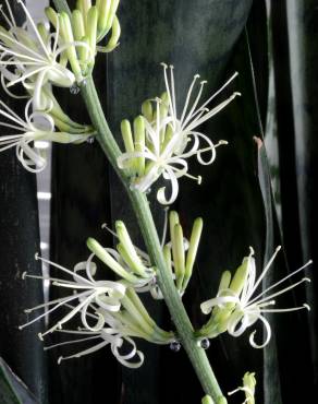 Fotografia 1 da espécie Dracaena trifasciata no Jardim Botânico UTAD