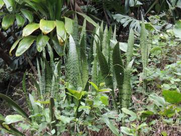 Fotografia da espécie Dracaena trifasciata