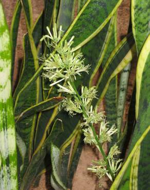 Fotografia 3 da espécie Dracaena trifasciata no Jardim Botânico UTAD